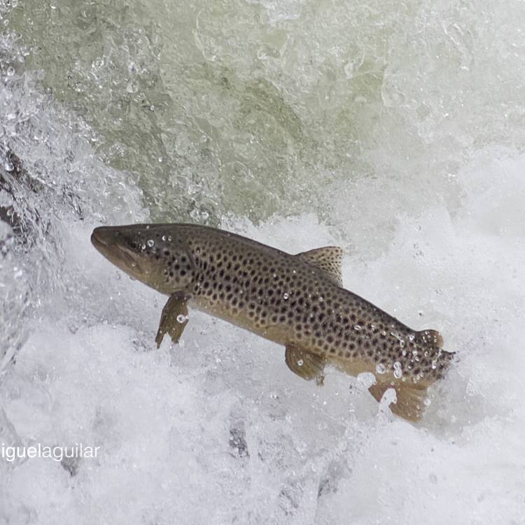 SOBRANTES DE SALMON 2023 ASTURIAS