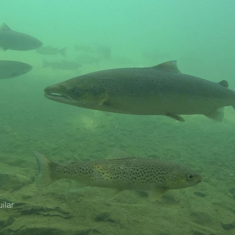 ESTADISTICA COMPARATIVA DE CAPTURAS DE SALMON A 5 DE JUNIO